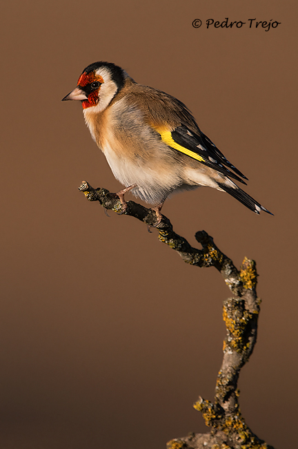 Jilguero (Carduelis carduelis)